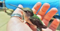 Holy Hummingbird! - Energy Healing For Animals