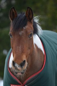 EFT Case Story: An Amazing Experience Helping a Client Overcome Horse Phobia