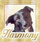 The Harmony Program 1993 - 2002