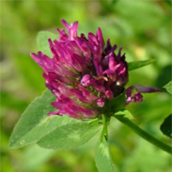 Anti stress Red Clover - Trifolium Pratense