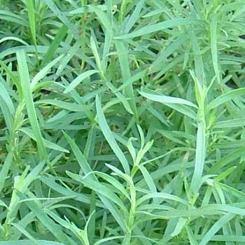Tarragon - Artemisia Dracunculus