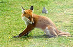 fox_cub_closeup