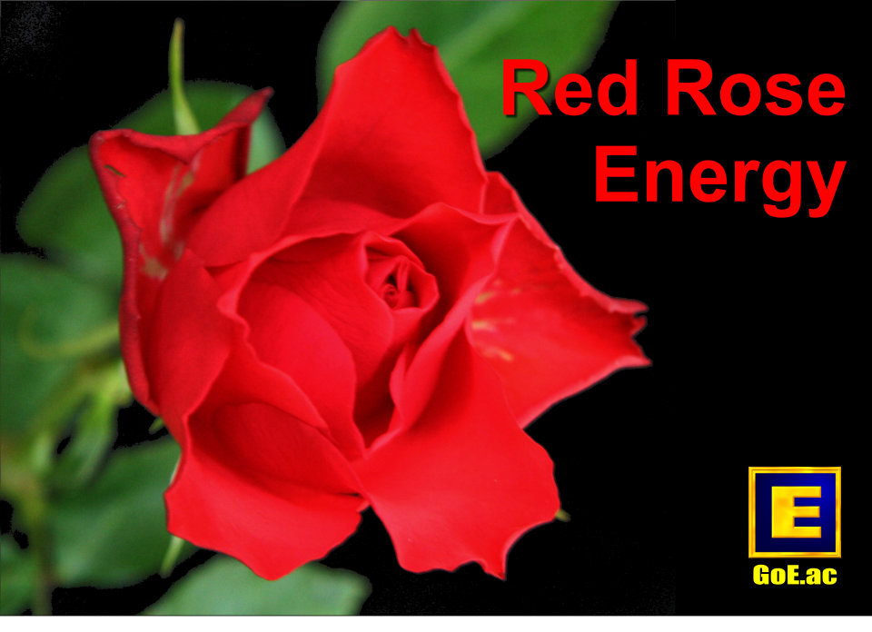 Gain more Red Rose Energy with Modern Energy Tapping!