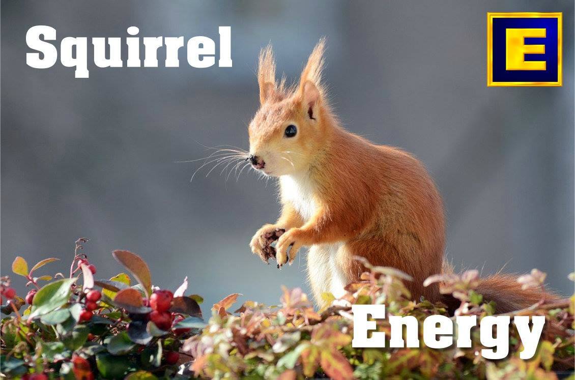 Gain more Squirrel Energy with Modern Energy Tapping!