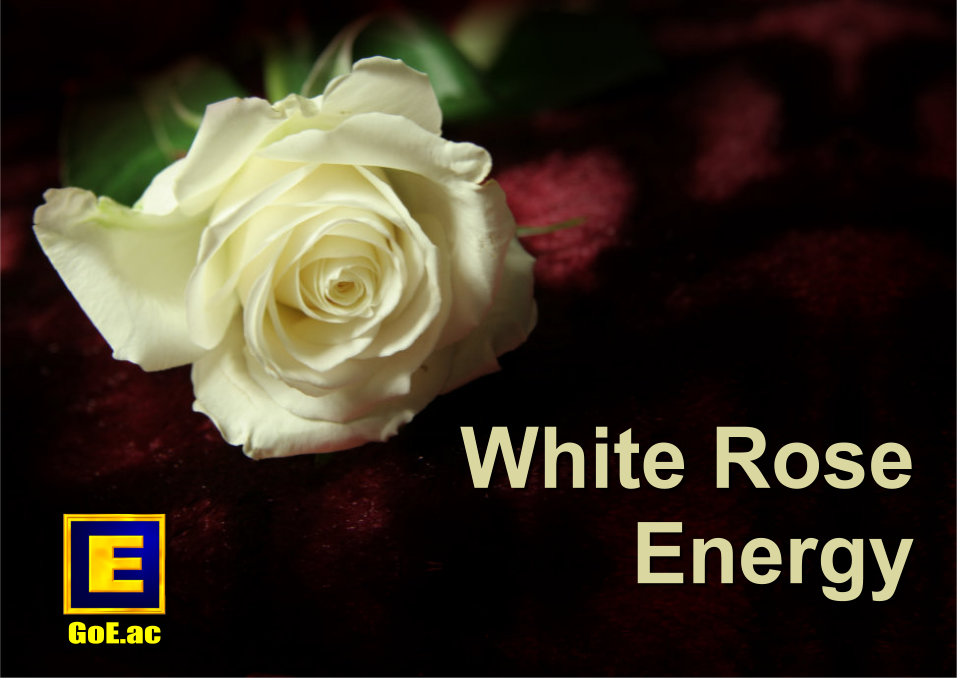 Gain more White Rose with Modern Energy Tapping!