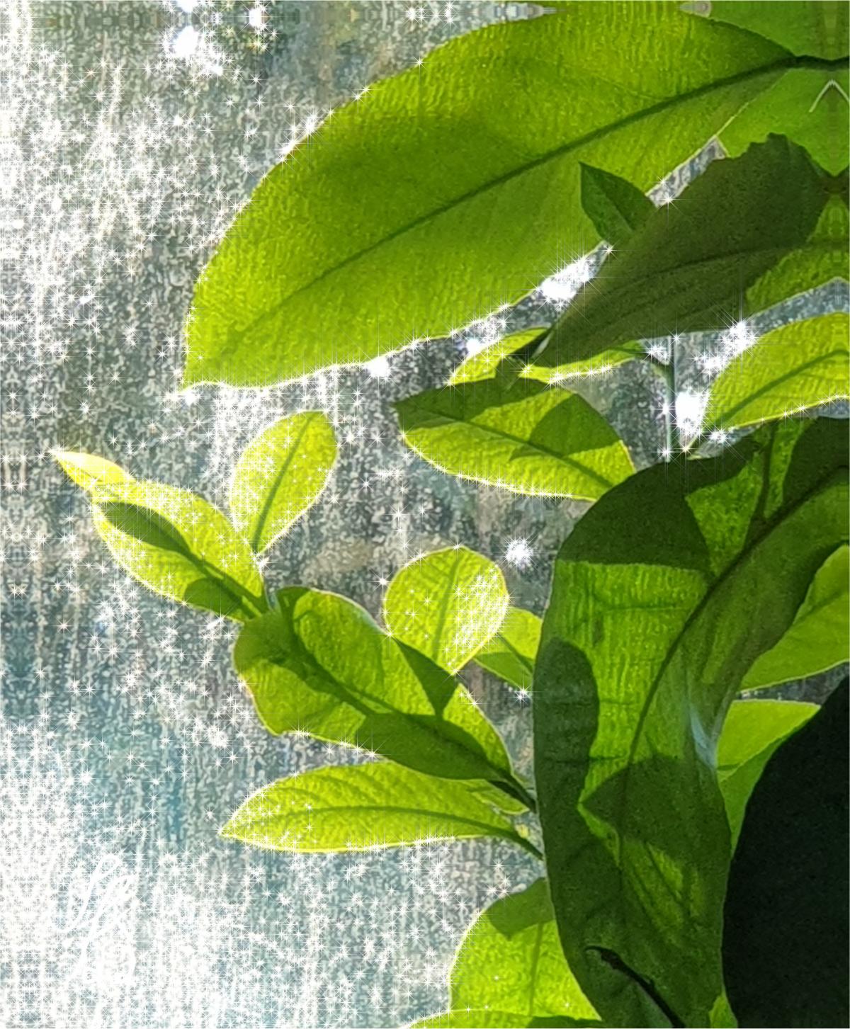 Lemon tree leaves against a sunny window