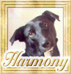 The Harmony Program 1993 - 2002
