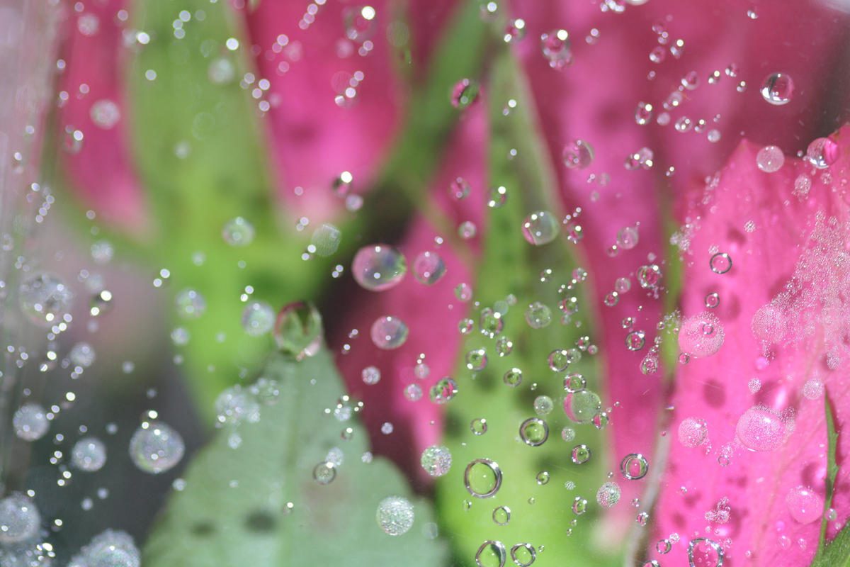 Roses viewed through a rainy window