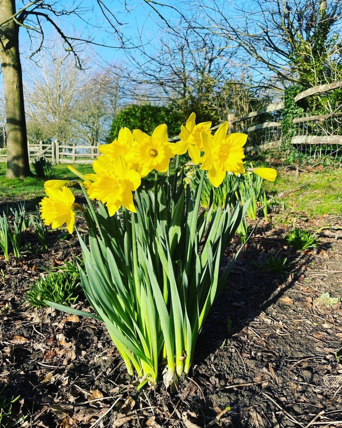 2022 Eastbourne Daffodils by Zoe Hobden 